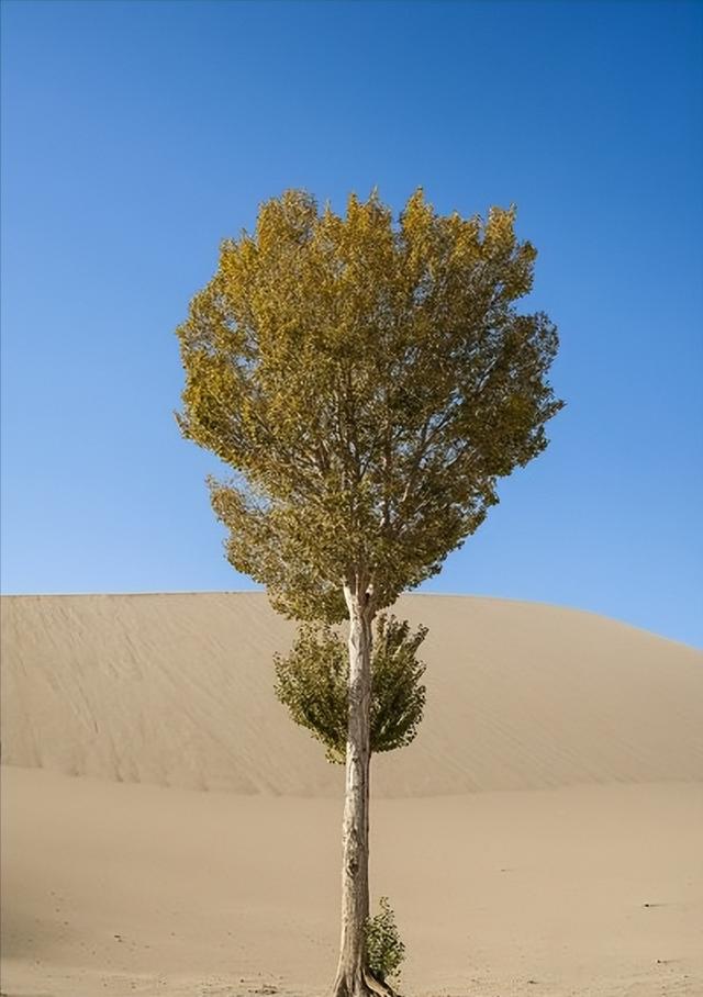 先花一亿元，塔克拉玛干沙漠里的“树”